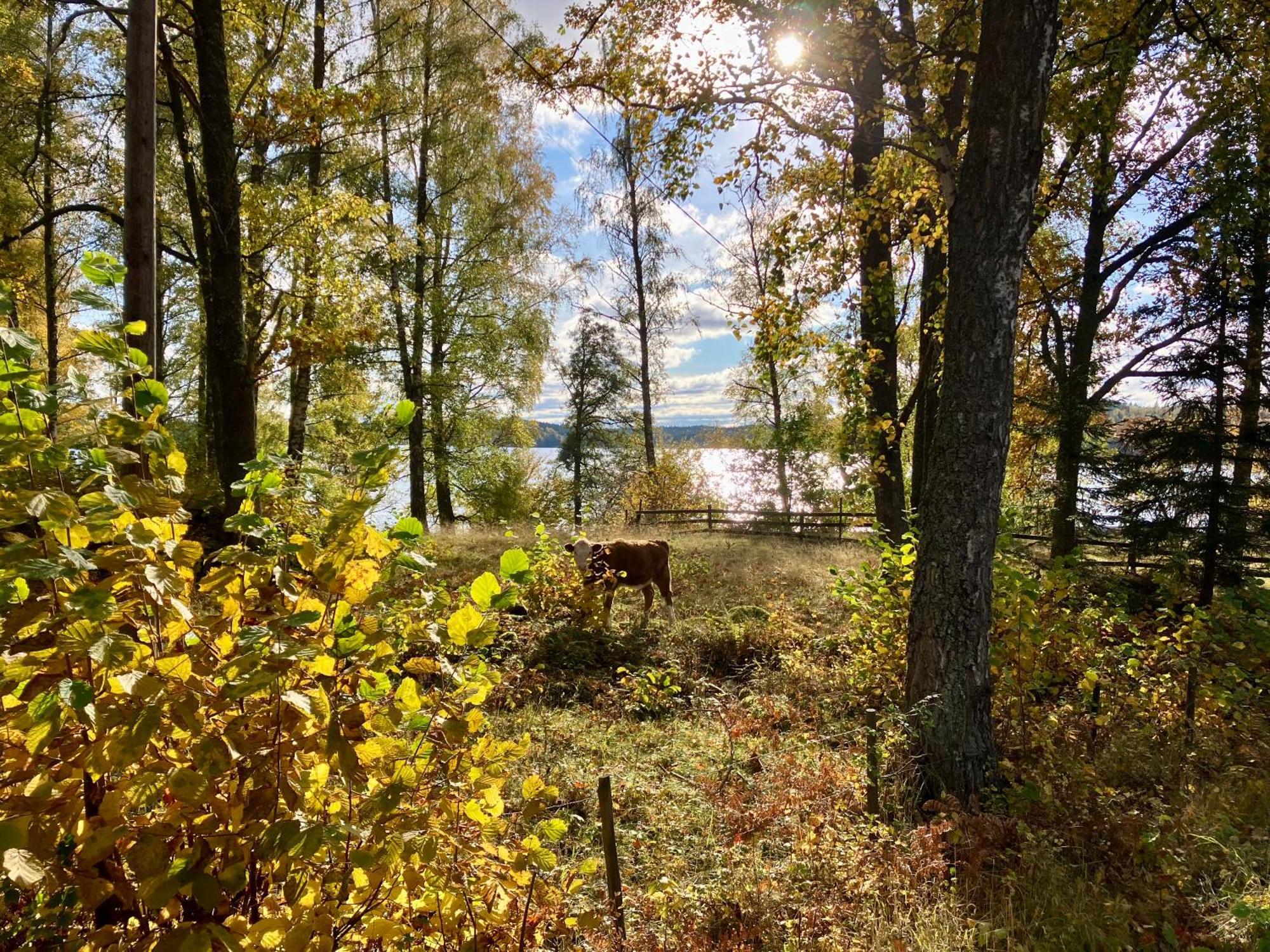 Lidhem Herrgard. Bed & Breakfast Och Mindre Laegenheter Vimmerby Eksteriør billede